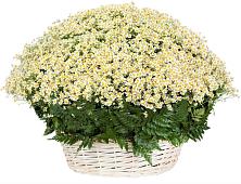 Цветочная композиция из Ромашки в корзине #REPLACE_PRED# Себрово
